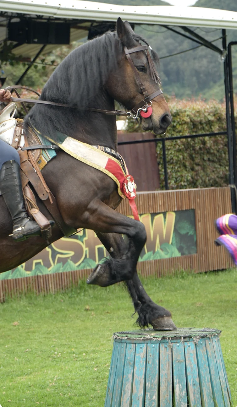 Caballo durante una presentación en Faunáticos